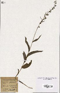 spécimen de Epipactis palustris