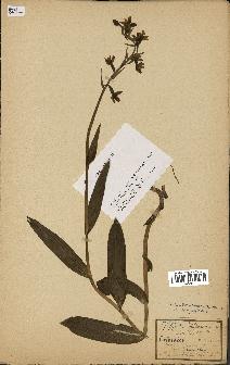 spécimen de Epipactis palustris
