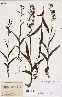 spécimen de Epipactis palustris