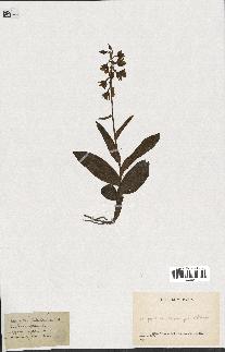 spécimen de Epipactis palustris