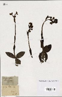 spécimen de Ophrys lutea