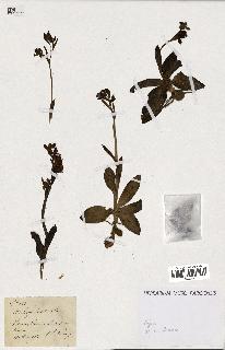spécimen de Ophrys lutea