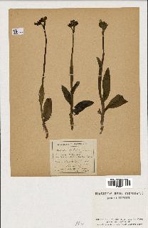 spécimen de Ophrys lutea