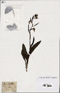 spécimen de Ophrys scolopax