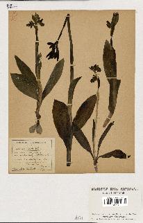 spécimen de Ophrys fusca