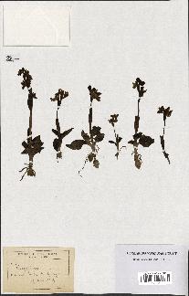 spécimen de Ophrys lutea