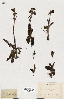 spécimen de Ophrys lutea