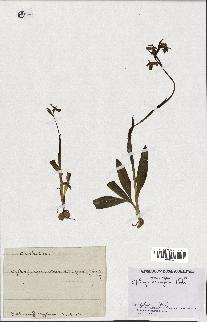 spécimen de Ophrys aranifera