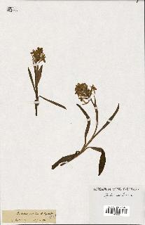 spécimen de Orchis sambucina