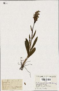 spécimen de Orchis sambucina