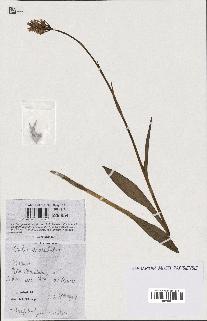spécimen de Orchis maculata