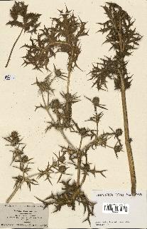 spécimen de Eryngium campestre