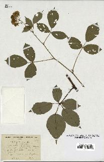 spécimen de Rubus ericetorum