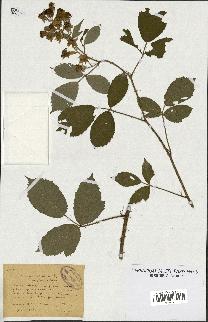 spécimen de Rubus ericetorum