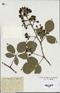 spécimen de Rubus ericetorum