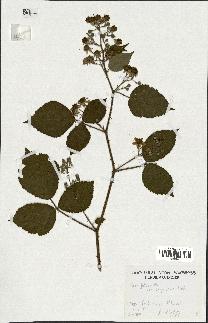 spécimen de Rubus foliosus