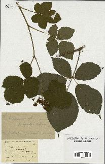 spécimen de Rubus pallidus