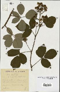 spécimen de Rubus radula