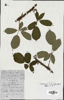 spécimen de Rubus sp.