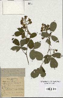 spécimen de Rubus sp.
