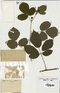 spécimen de Rubus sp.