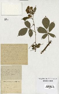 spécimen de Rubus ericetorum