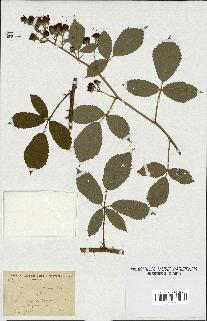 spécimen de Rubus ericetorum