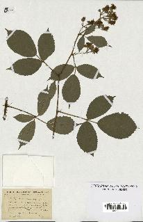 spécimen de Rubus ericetorum