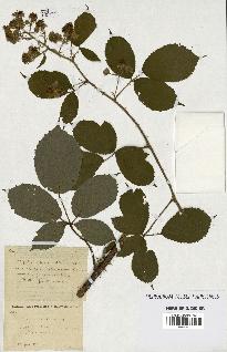 spécimen de Rubus ericetorum