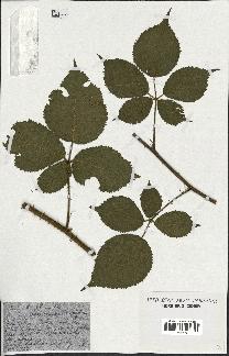 spécimen de Rubus foliosus