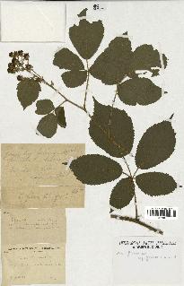 spécimen de Rubus foliosus