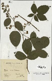 spécimen de Rubus foliosus