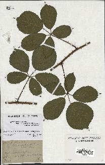 spécimen de Rubus foliosus