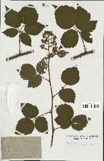 spécimen de Rubus foliosus