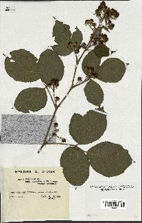 spécimen de Rubus foliosus