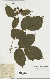 spécimen de Rubus foliosus