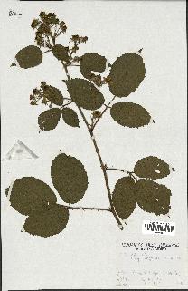 spécimen de Rubus foliosus