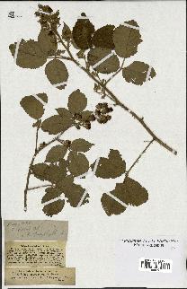 spécimen de Rubus radula