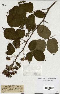 spécimen de Rubus radula