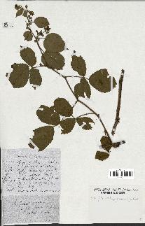 spécimen de Rubus foliosus