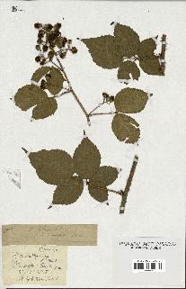 spécimen de Rubus foliosus