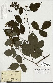 spécimen de Rubus foliosus