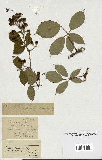 spécimen de Rubus radula