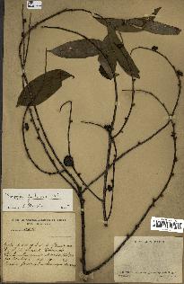 spécimen de Diospyros frutescens