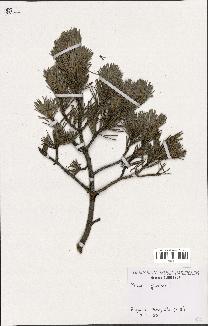 spécimen de Pinus sylvestris