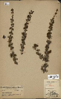 spécimen de Larix lyallii