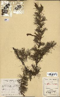 spécimen de Larix laricina