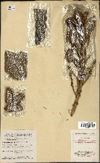 spécimen de Picea glauca