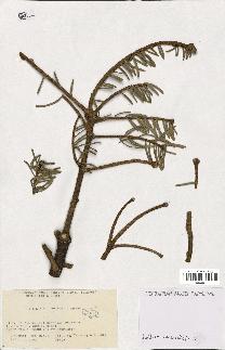spécimen de Abies lowiana