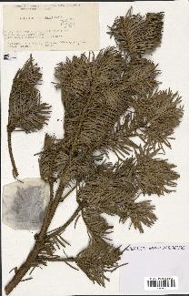 spécimen de Abies holophylla